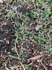 Leiocephalus carinatus