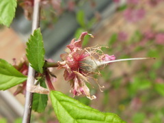 Prunus triloba