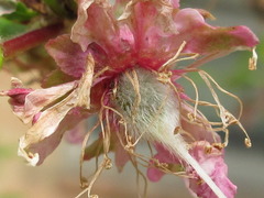 Prunus triloba