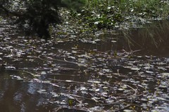 Nymphoides thunbergiana