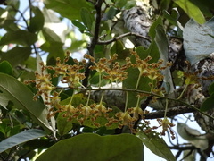 Dendrobium discolor
