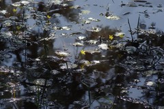 Nymphoides thunbergiana