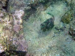 Acanthostracion polygonium