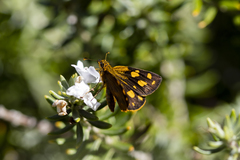 Metisella metis metis