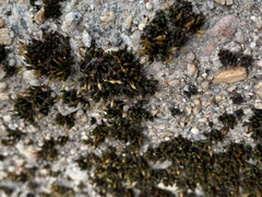 Orthotrichum anomalum