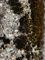 Orthotrichum anomalum