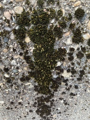 Orthotrichum anomalum