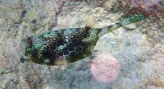 Acanthostracion polygonium