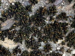 Orthotrichum anomalum