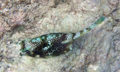 Acanthostracion polygonium