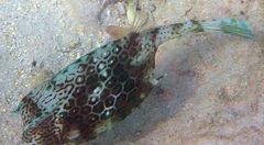 Acanthostracion polygonium