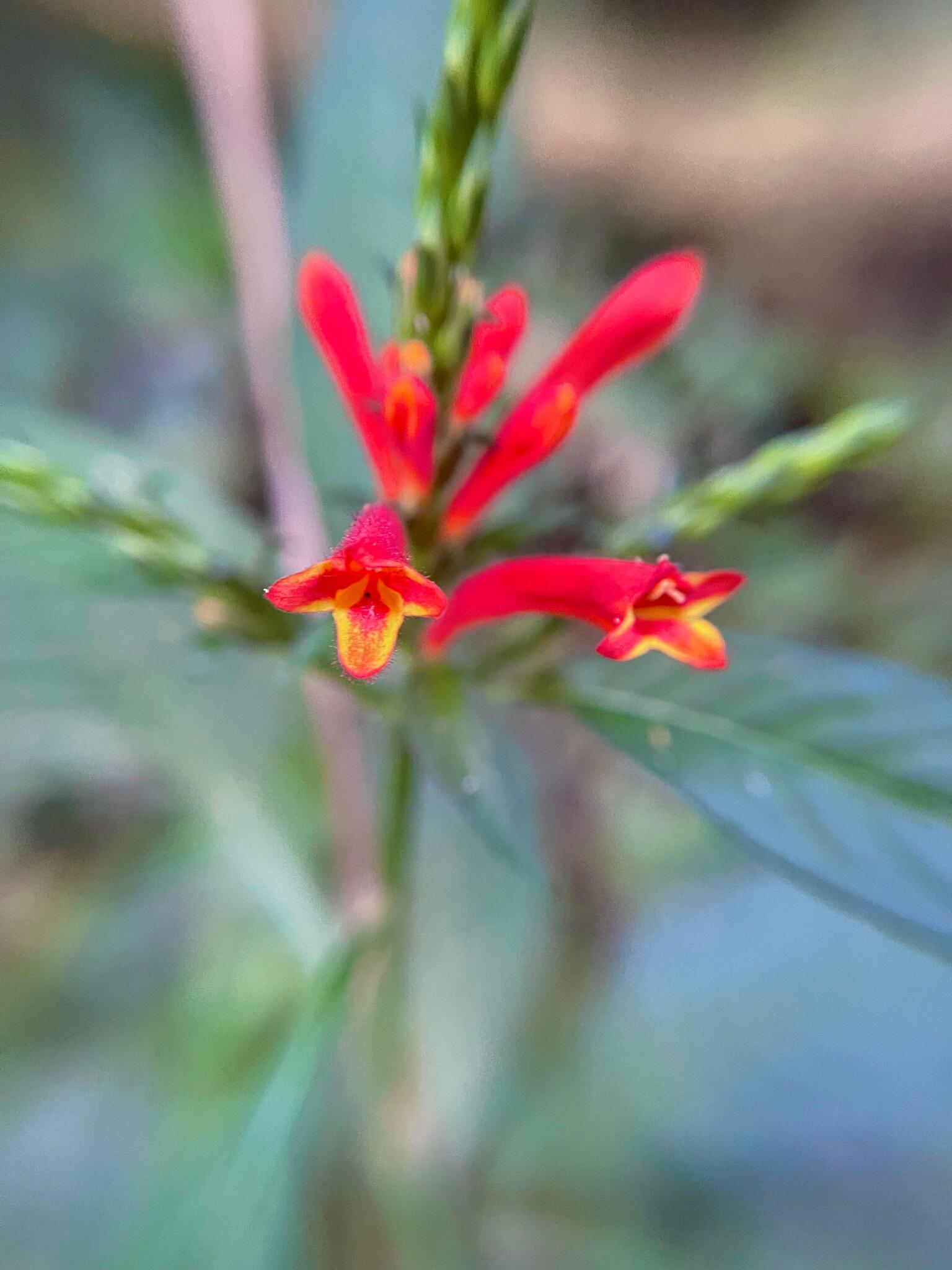 Aphelandra longiflora