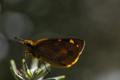 Metisella metis metis