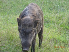 Sus scrofa cristatus