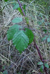 Rubus lindleianus