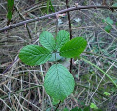 Rubus robiae