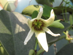 Stauntonia hexaphylla