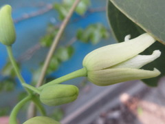 Stauntonia hexaphylla