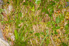 Oreojuncus monanthos