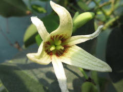 Stauntonia hexaphylla