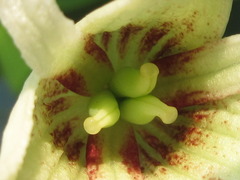 Stauntonia hexaphylla