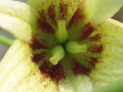 Stauntonia hexaphylla