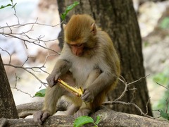 Macaca mulatta