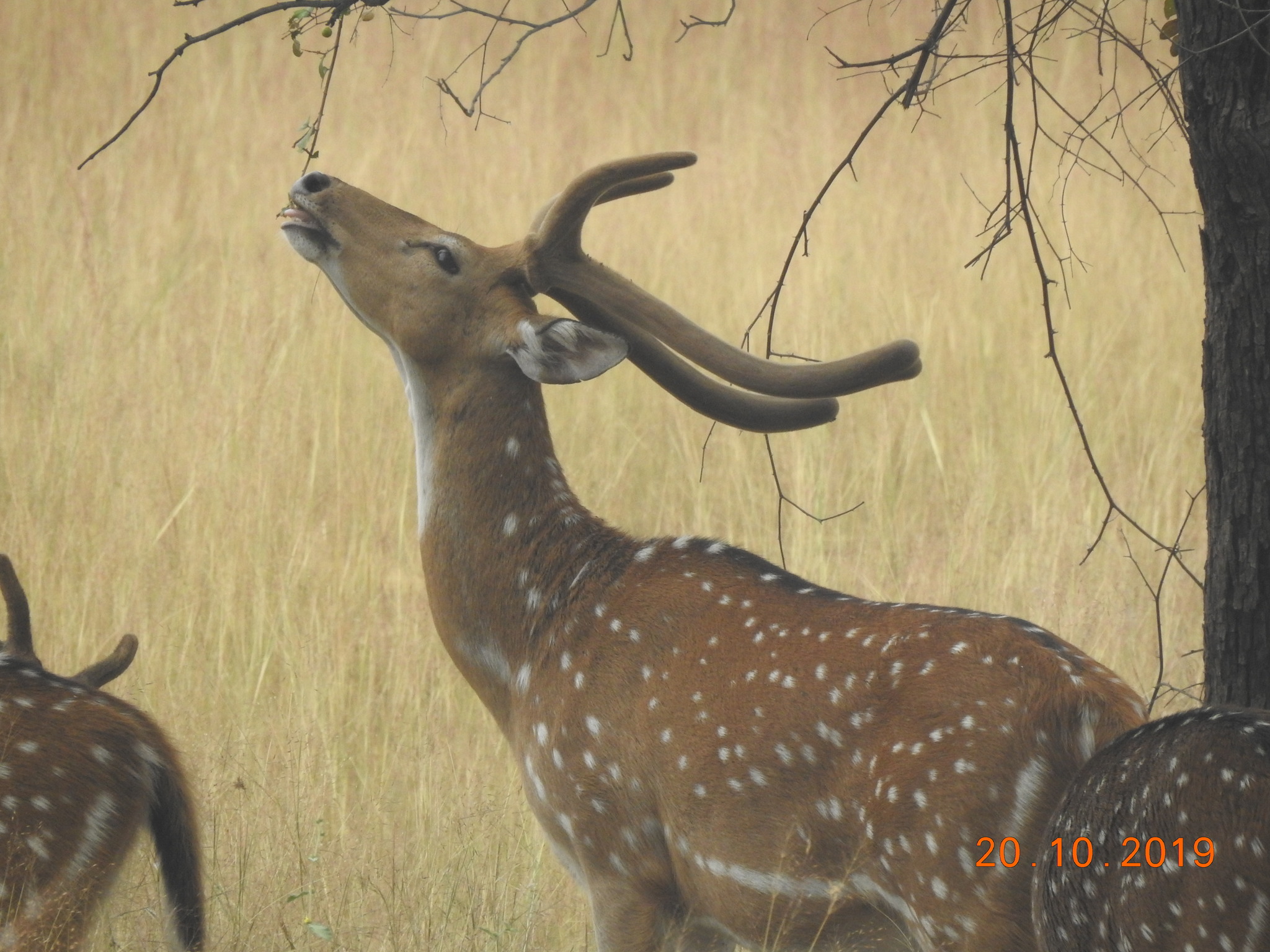 Chital