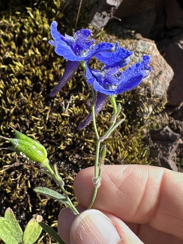 Delphinium decorum, photograph 1