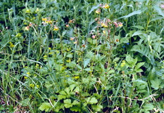 Geum × meinshausenii