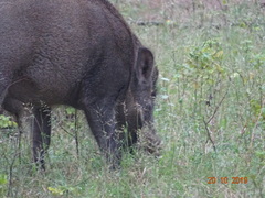 Sus scrofa cristatus