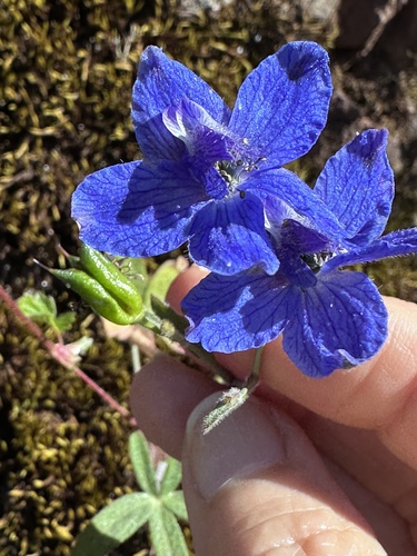 Delphinium decorum, photograph 2