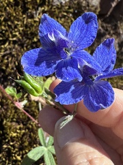 (c) LJ Moore-McClelland, some rights reserved (CC BY) Delphinium decorum, photograph (c) LJ Moore-McClelland, some rights reserved (CC BY)
