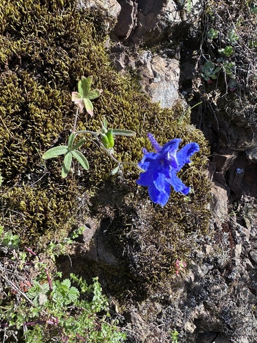 Delphinium decorum, photograph 3