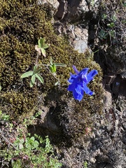 (c) LJ Moore-McClelland, some rights reserved (CC BY) Delphinium decorum, photograph (c) LJ Moore-McClelland, some rights reserved (CC BY)