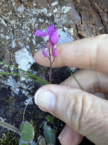 Arabis blepharophylla
