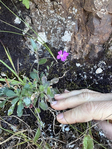 Arabis blepharophylla, photograph 2
