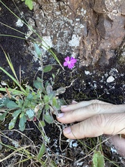 Arabis blepharophylla, photograph (c) LJ Moore-McClelland, some rights reserved (CC BY)