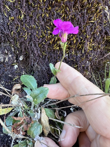Arabis blepharophylla, photograph 3