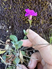 Arabis blepharophylla, photograph (c) LJ Moore-McClelland, some rights reserved (CC BY)