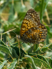 Melitaea aetherie
