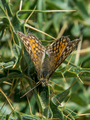 Melitaea aetherie