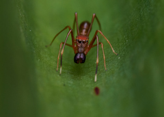 Myrmaplata plataleoides