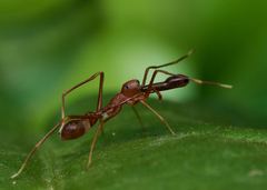 Myrmaplata plataleoides