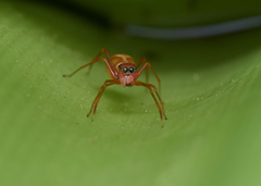 Myrmaplata plataleoides