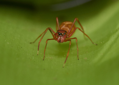 Myrmaplata plataleoides