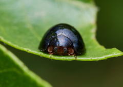 Coccinellidae