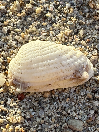 Barbatia divaricata observed 2026-04-29