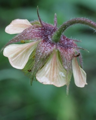 Geum × meinshausenii