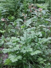 Geum × meinshausenii